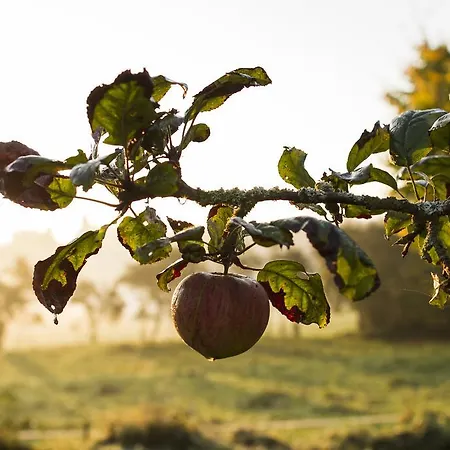 Bed & Breakfast Le Verger Du Pierroy Louftémont